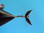 Goldribbed Mayfly - Half spent