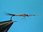 Goldribbed Mayfly - Nymph