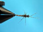 Goldribbed Mayfly - Nymph