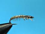CC-larva