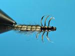 CC-larva