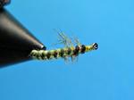 Rhyacophila Larva
