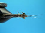 Hydro-Sedge