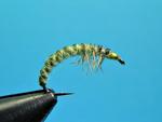 Rhyacophila Larva