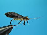 Hydro-Sedge