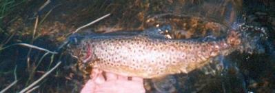 Huopanan mullonen (Kuva: Pietari Sipponen)