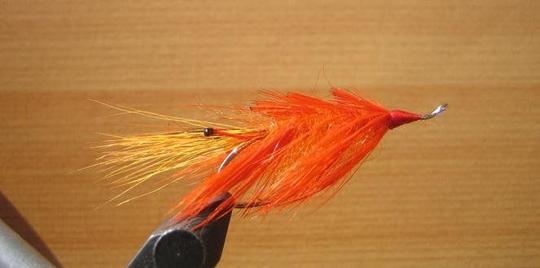 Partridge salar #5