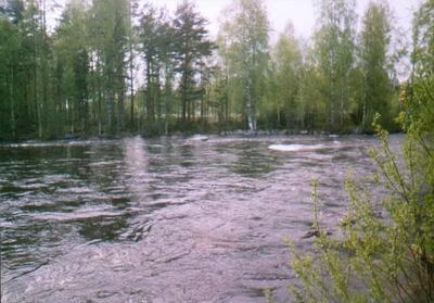 Torikosken niskaa (Kuva: Pietari Sipponen)