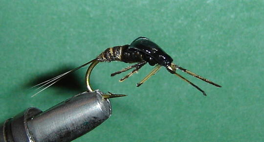 Nymfi sivulta