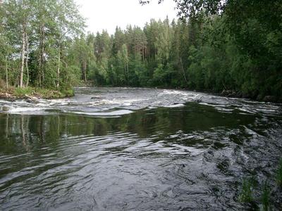 Makasiinikosken niskaimu