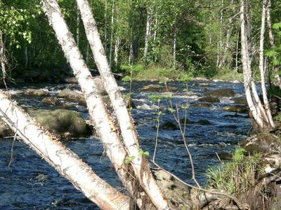 Kuohuistakin kaloja kaivettiin