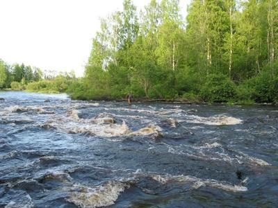 Taivalkosken kuohuja kesäkuussa...ja kalastajakin siellä näkyy