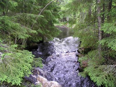 Kurenkosken niska (suvannon jälkeen)