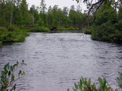 Rantapusikot kaartuvat monesti joen päälle. Pohja on kuitenkin helppokulkuinen.