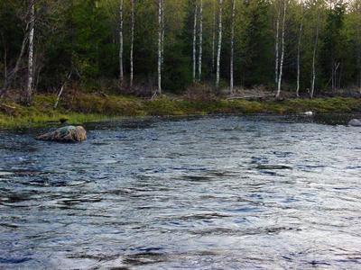 Eilisen tärppipaikka päivänvalossa