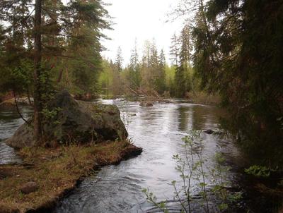 Immastenkoskenniskaa (Kuva: Larvaaja)