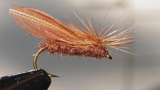 Wonderwing caddis