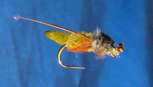 Pupa