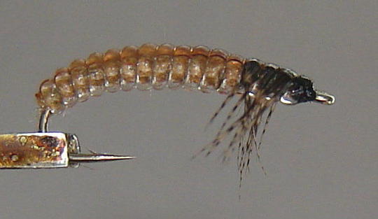 Ruskea larva #10 (sivulta nähtynä)