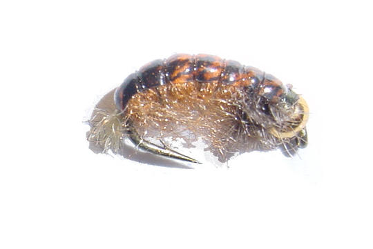 Siiviläsirvipupa (Sidos Perhokulma)