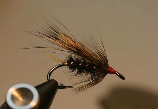 Black Rat (hylkeenkarvarunko)