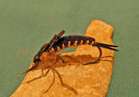 Diura