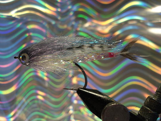 Baltic Herring