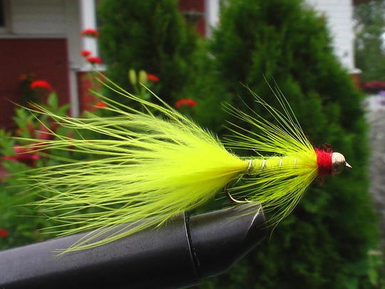 Keltainen Leech