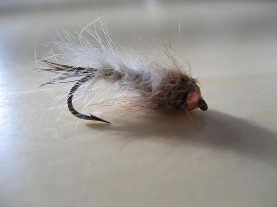pupa.