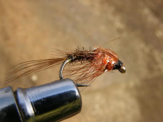 Brownie Orange Ottawana