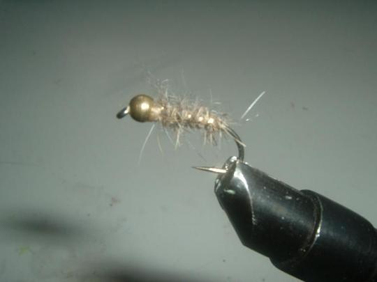 Gold ribbed hare's ear