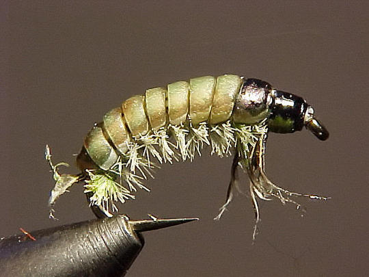 Hydrolarva