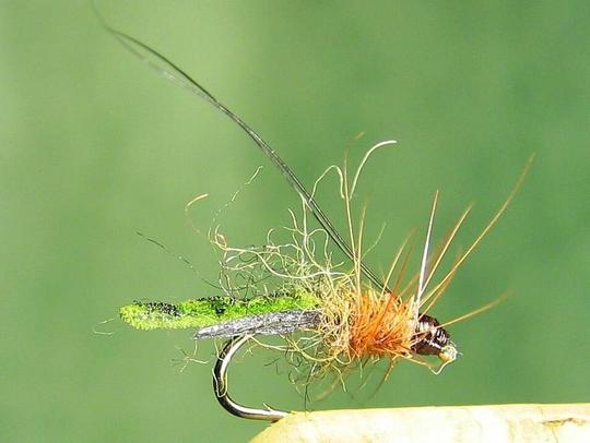 Koskisirvikkään pupa (Sidos: mattitos) 