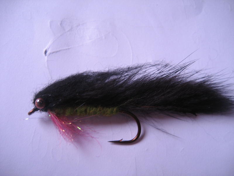 Black and Red Blood Leech