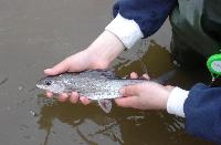 taimenkalastaja93:n harjus.