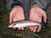 Tämänkin värisiä tulee hyvin usein..