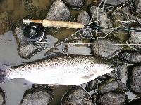 Parikilonen lahna ja 3# orvis