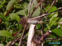 white marabou mudler muunnos