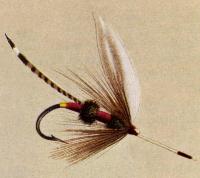 Royal Coachman. Kuva kirjasta Orvis/Cheney (1886).