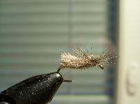 Goddard caddis