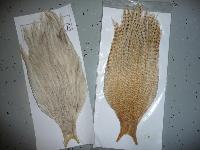 DAVID PRICE genetic hackle niska, väri Light dun   ja   Barred Ginger