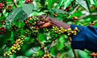 Arabica coffee