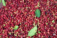 Arabica coffee