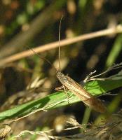 Trichoptera Limniphilidae